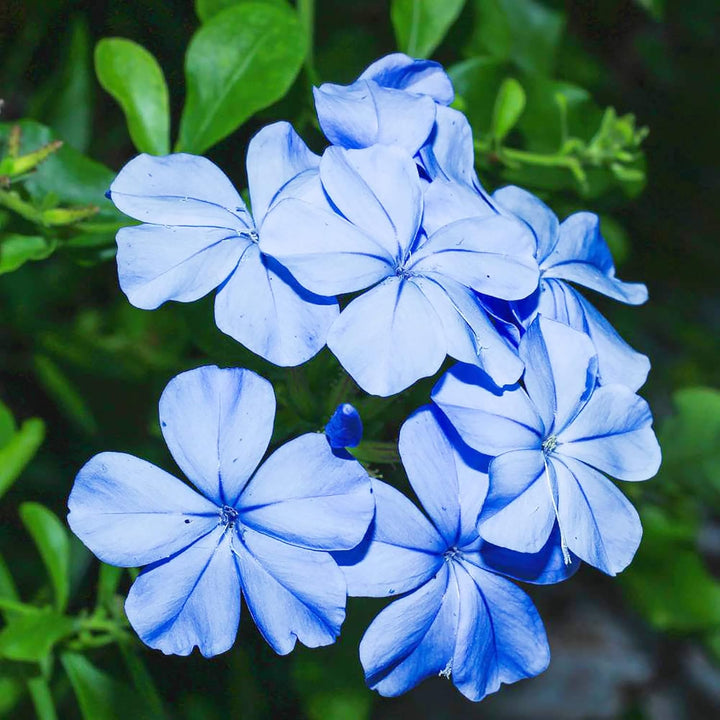 Plumbago Flower Seeds – Heirloom, Non-GMO Seeds for Planting Vibrant Blue Garden Blooms