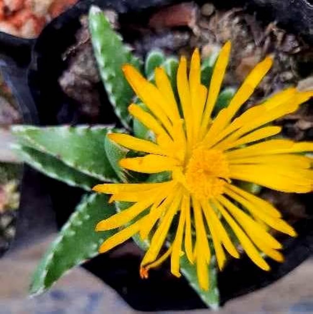 Yellow Faucaria Tigrina Plant Seeds for Planting - 100 pcs