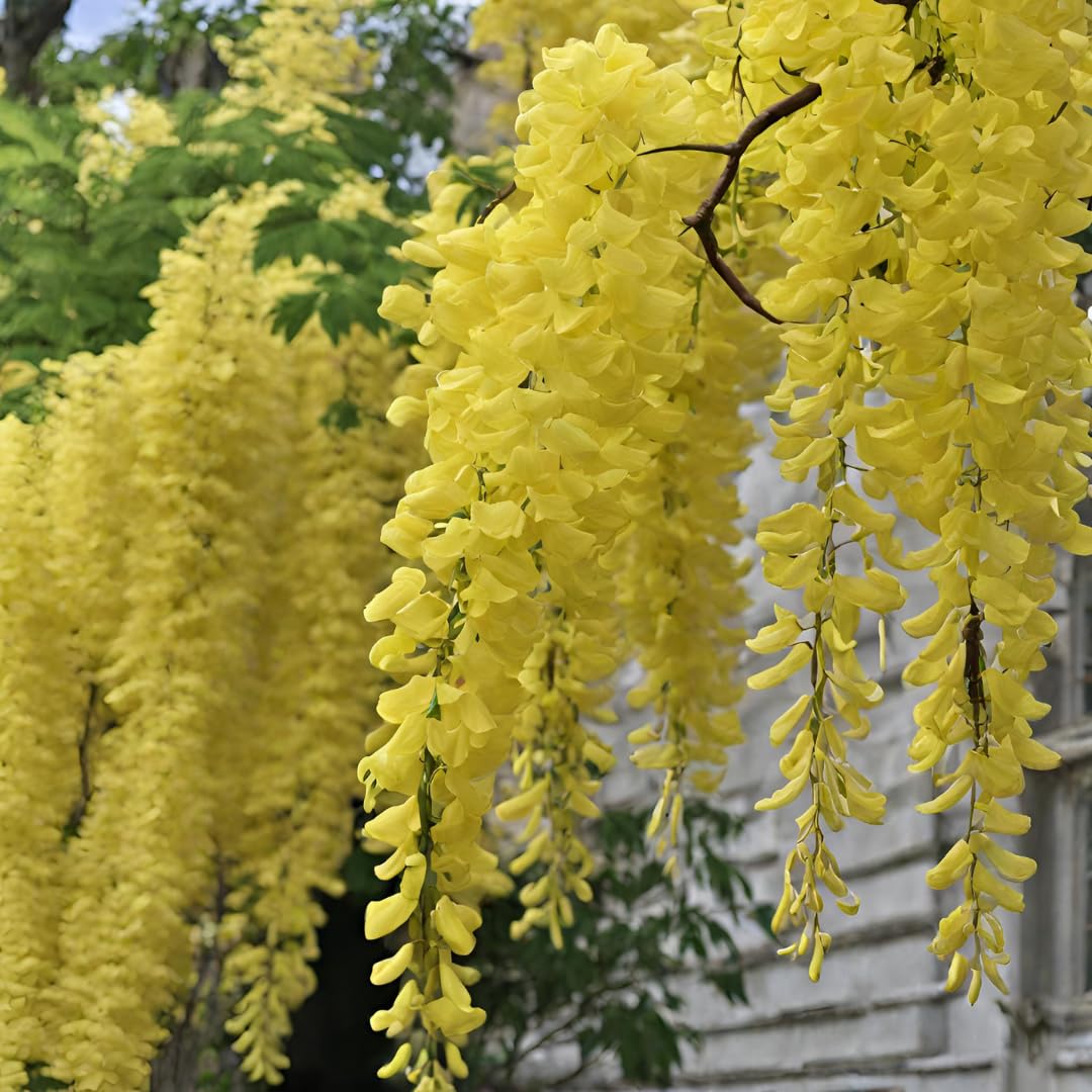 Gule Wisteria blomsterfrø til plantning - 100 stk