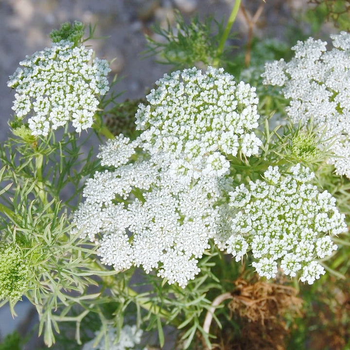 Ammi Blomsterfrø til udplantning 100 stk