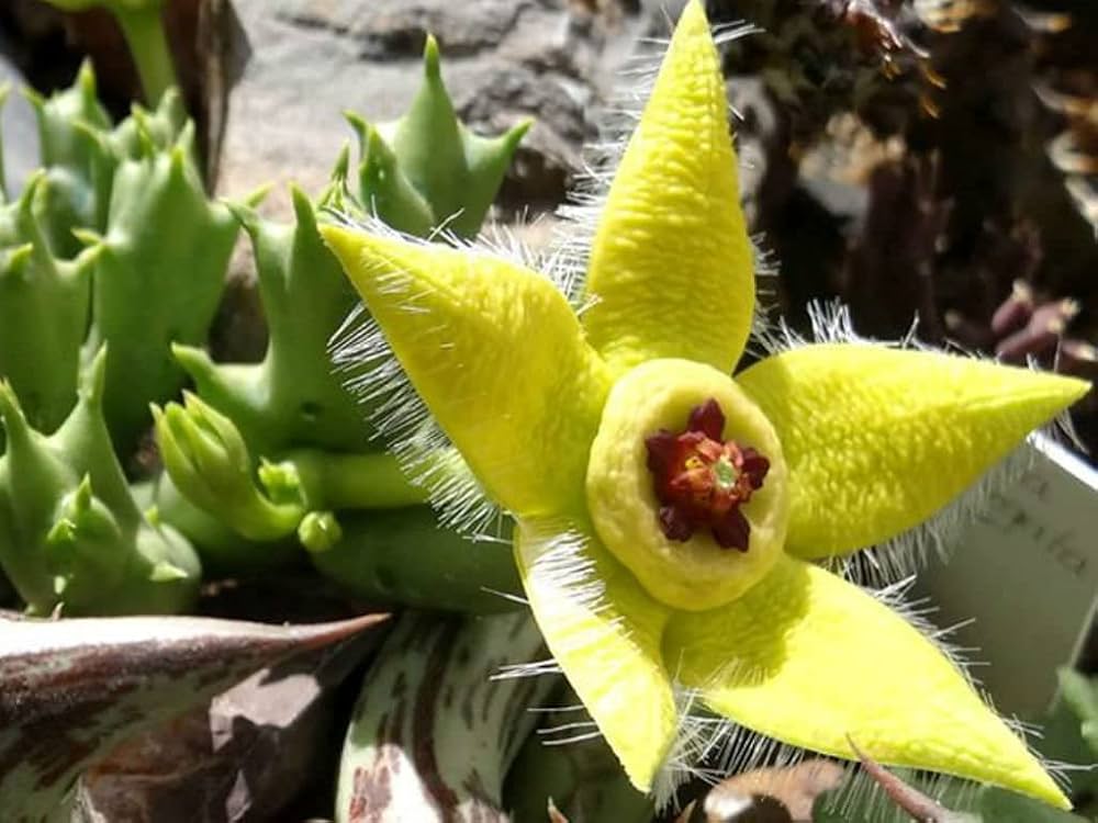 Heirloom Stapelia Flower Seeds, Non-GMO Star-Shaped Succulent Blooms for Unique Garden Planting
