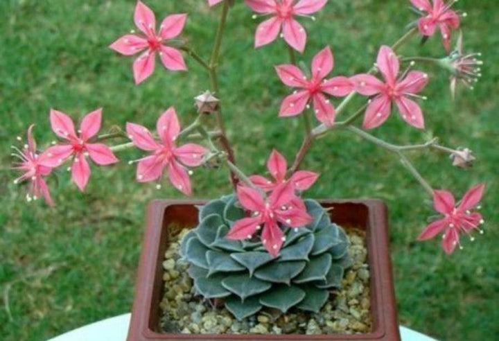 Graptopetalum Bellum Blomsterfrø til udplantning - 100 stk