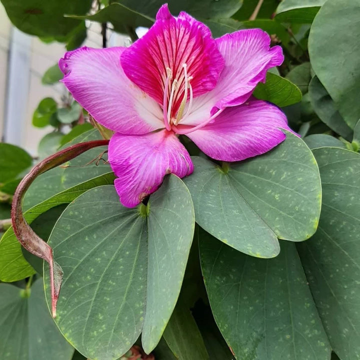 Bauhinia blomsterfrø til plantning, arvestykke, ikke-GMO, 100 stk.