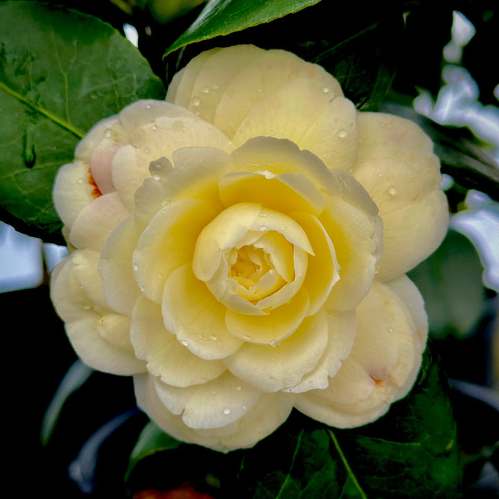 Camellia Light Yellow Flower Seeds for Planting - 100 pcs