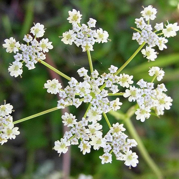 Caraway Seeds for Planting – Heirloom, Non-GMO Aromatic Herb for Culinary and Pollinator Gardens