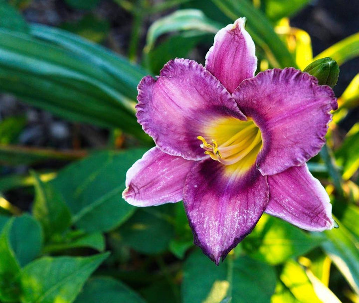 Heirloom Non-GMO Violet Hemerocallis Flower Seeds – Long-Blooming Perennial Garden Planting