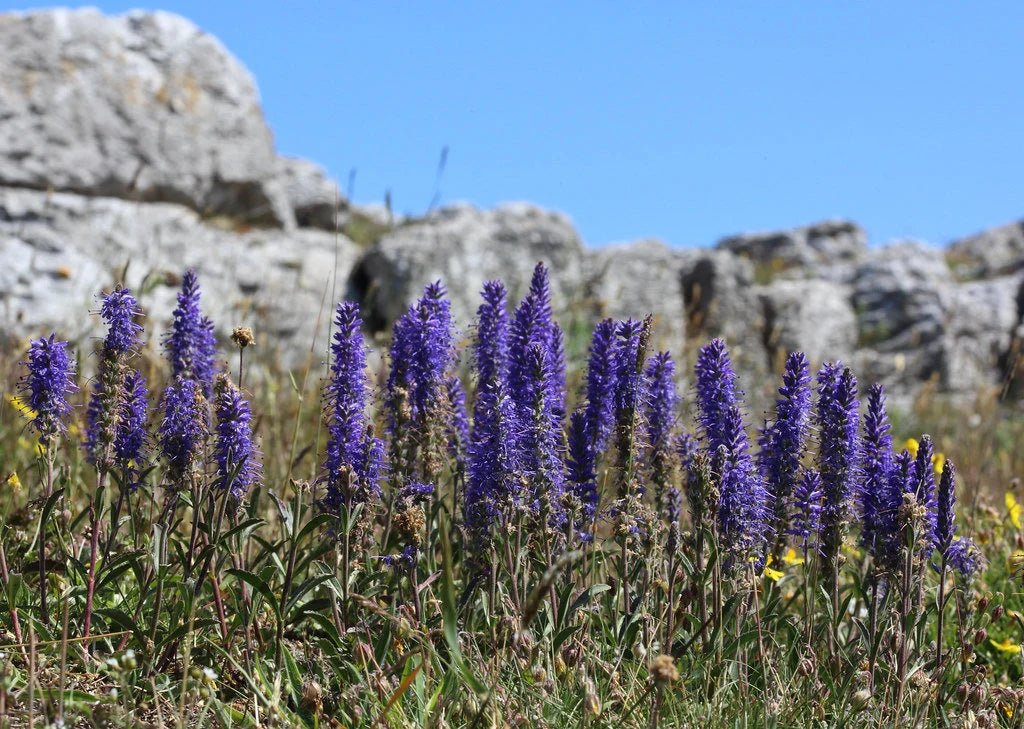 Veronica Spicata Blomsterfrø til udplantning, 100 stk