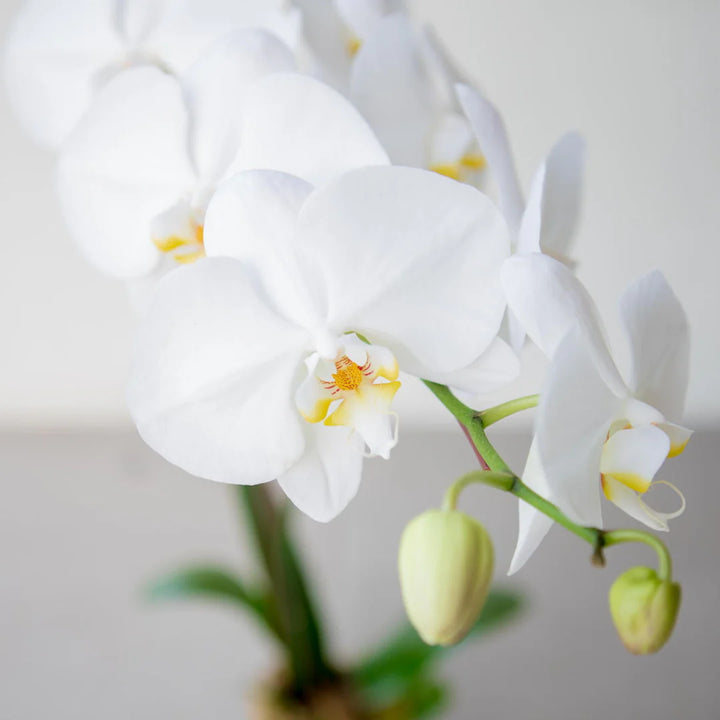 Phalaenopsis Orchid Flower Seeds, Heirloom, Non-GMO Exotic Indoor Bloom Seeds for Planting