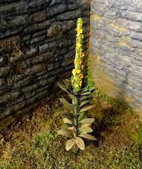 Yellow Woolly Mullein Plant Seeds for Planting - 100 pcs