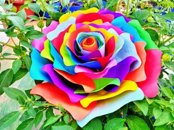 Sjælden Holland Rainbow Rose Blomsterfrø til udplantning - 100 stk