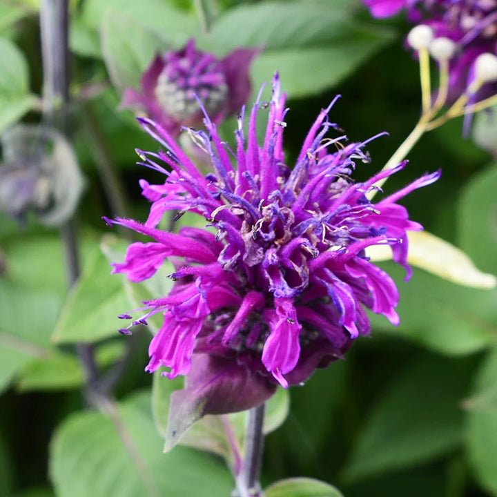 Lilla Monarda Didyma Blomsterfrø til udplantning, 100 stk