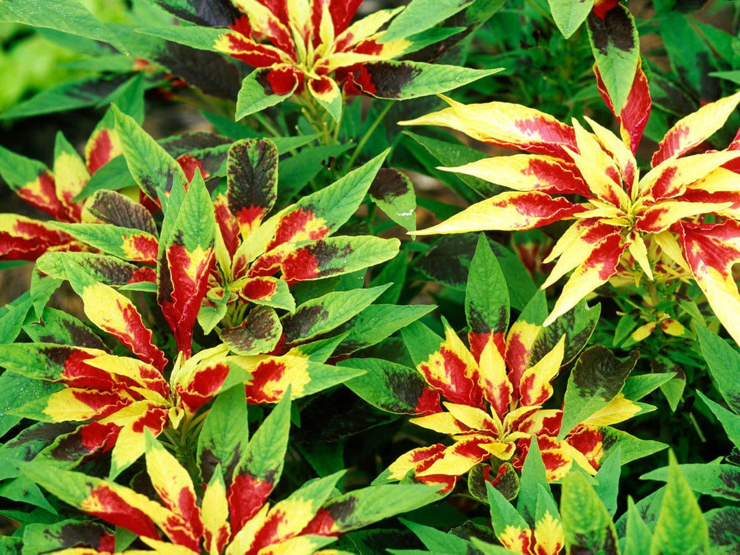 Red Yellow Poinsettia Seeds for Planting, 100 pcs