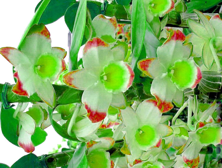 Phalaenopsis Flower Seeds Green for Planting 100 pcs