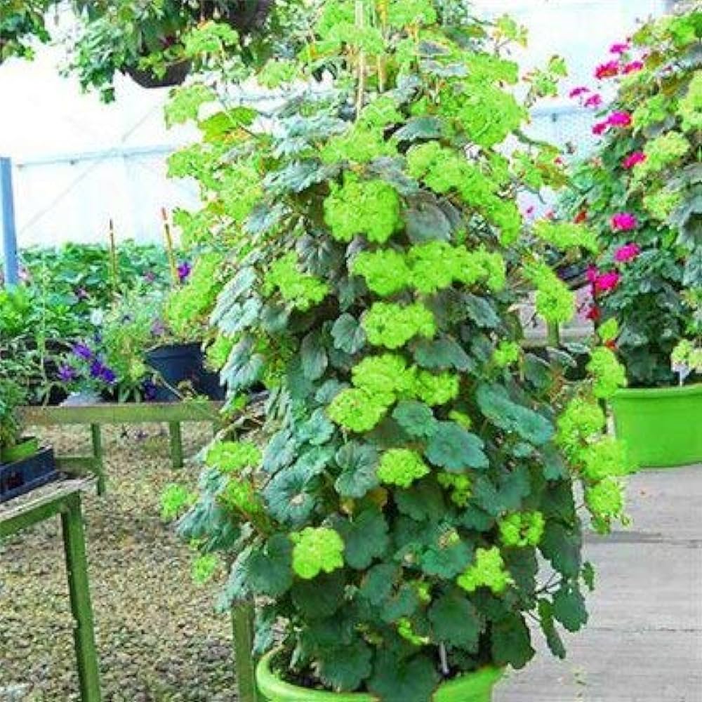 Geranium Flower Seeds, Green, for Planting, 100 pcs