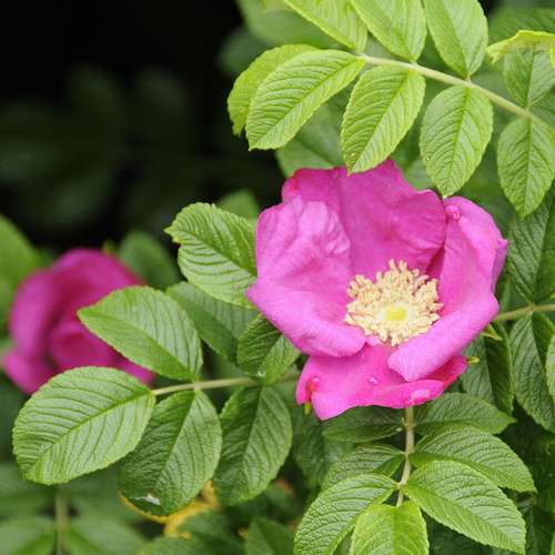 Pink Rugosa Fragrant Rose Heirloom Non-GMO Seeds for Planting