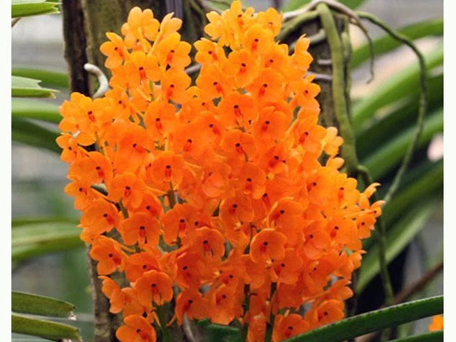 Lysegul Ascocentrum Blomsterfrø til udplantning - 100 stk