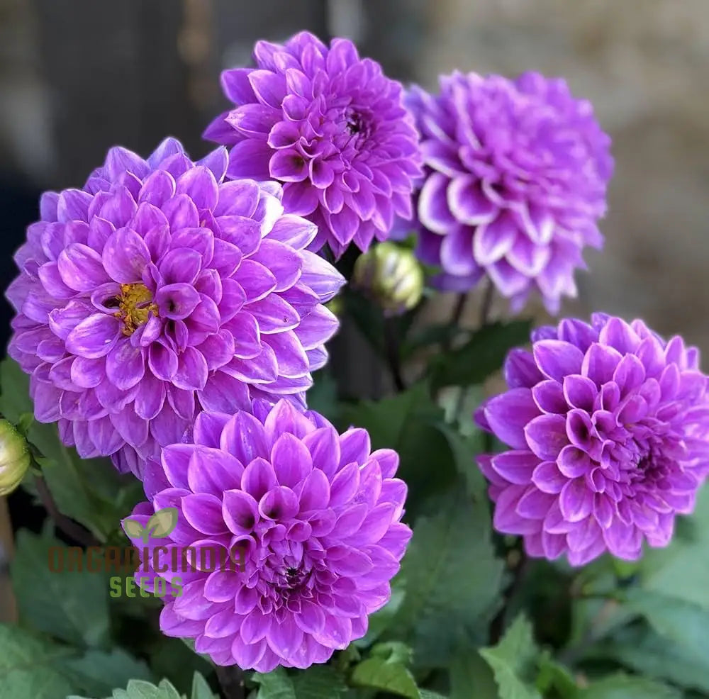 Purple Astrantia Masterwort Seeds for Planting - 100 pcs