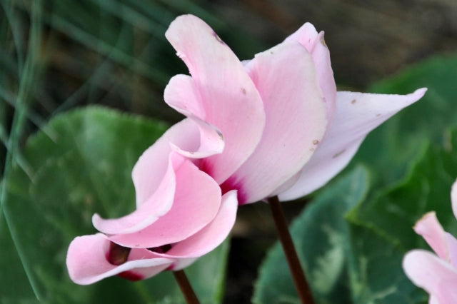 Pale Pink Cyclamen Flower Seeds for Planting, 100 pcs