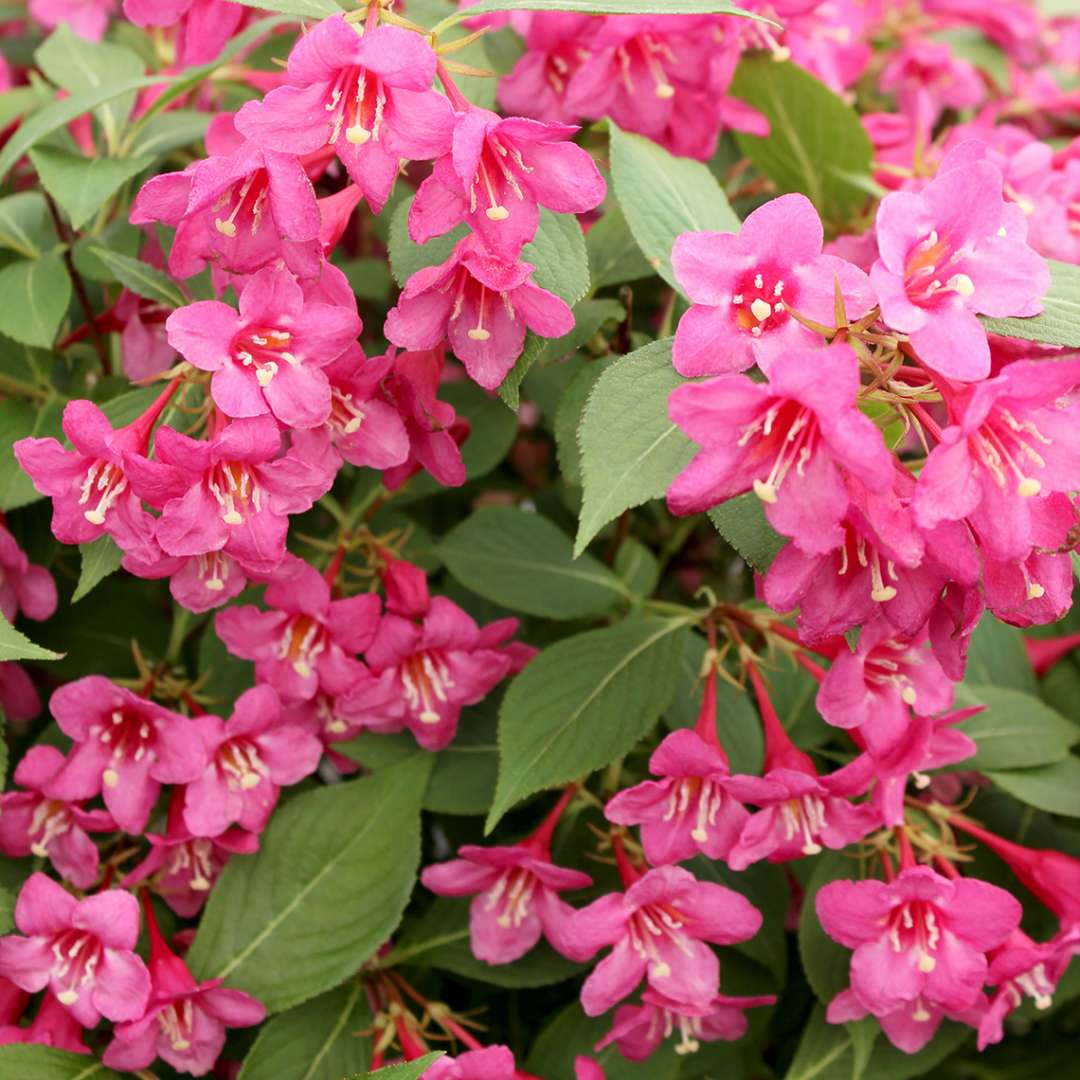 Weigela Seeds for Planting – Organic, Heirloom, Non-GMO Flowering Shrub Seeds