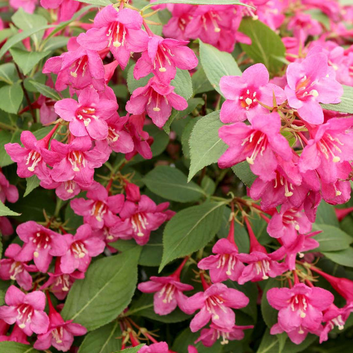Weigela Seeds for Planting – Organic, Heirloom, Non-GMO Flowering Shrub Seeds