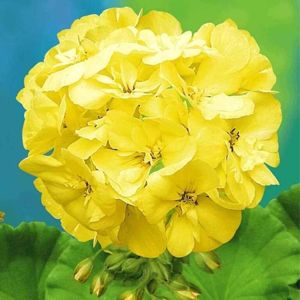 yellow geranium seeds Heirloom Non-GMO Yellow Geranium Flower Seeds for Planting – Bright Blooms for Home Garden