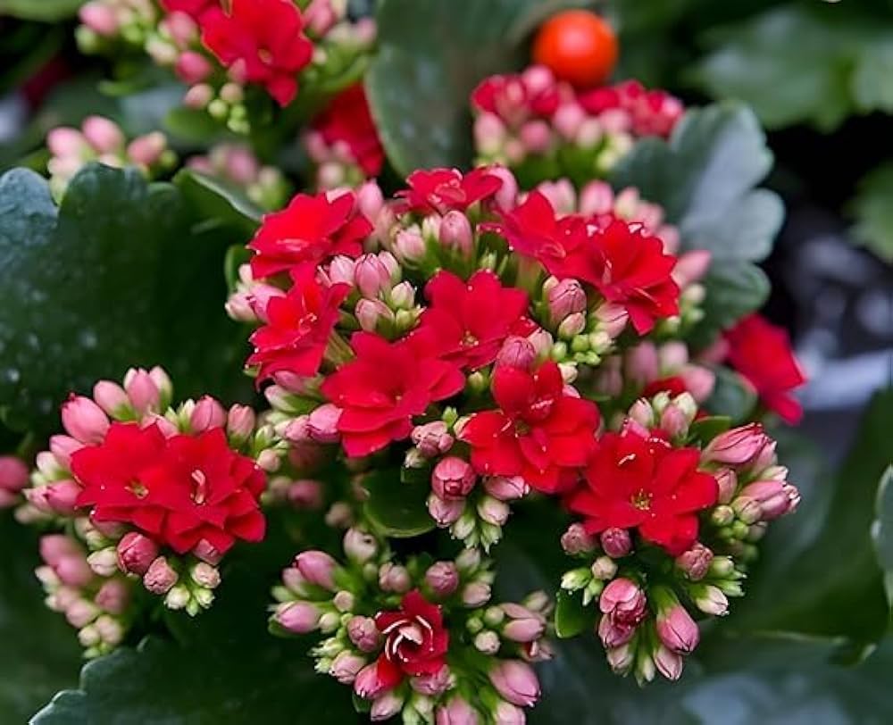 paddle plant seeds Blossfeldiana Kalanchoe Seeds for Planting – Organic, Heirloom, Non-GM – Neeraseeds