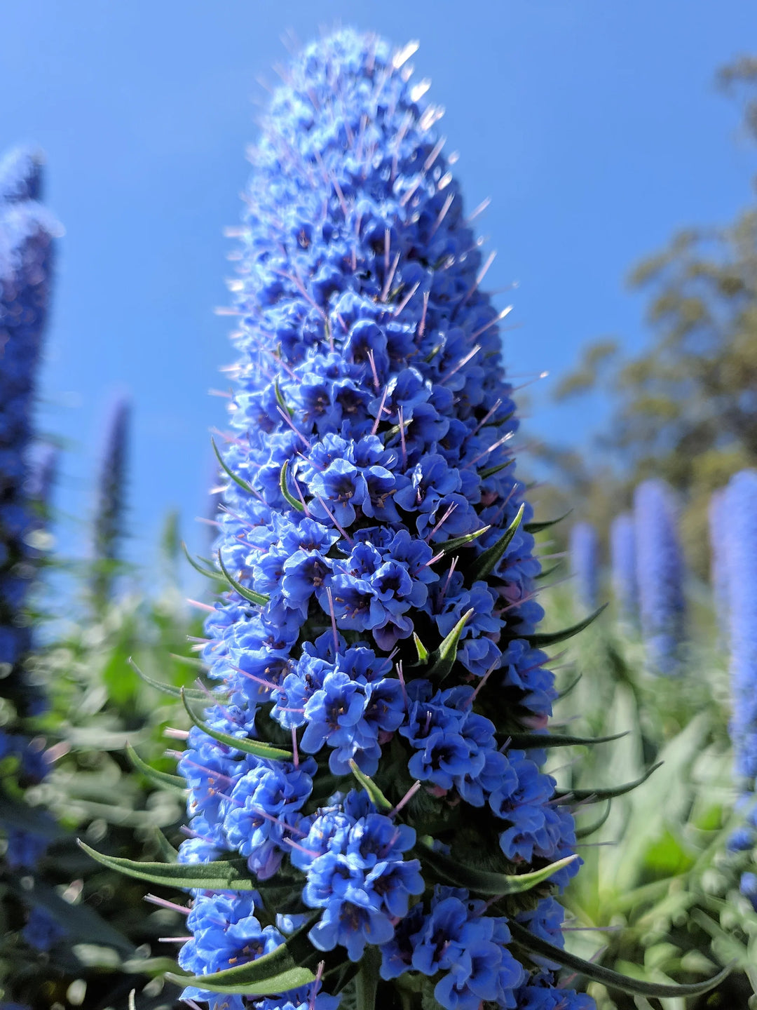 Blå Fastuosum blomsterfrø til plantning - 100 stk