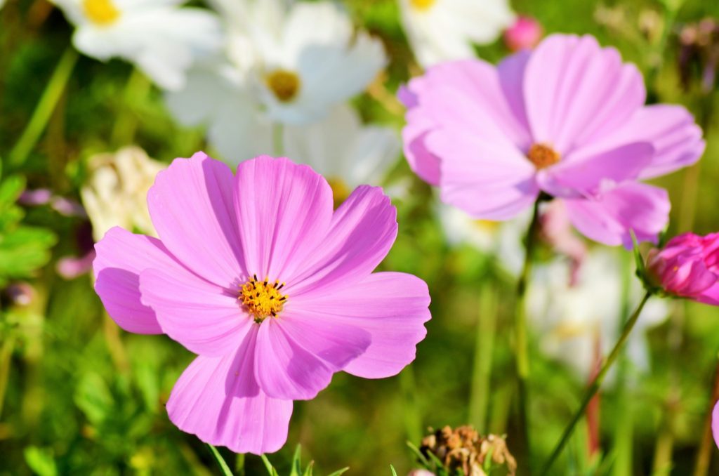 Pink Yellow Leucanthemum Seeds for Planting - 100 pcs