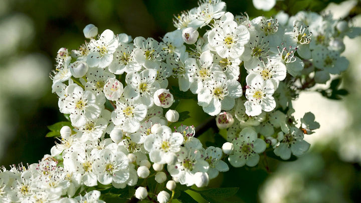 Monogyna blomsterfrø til plantning - 100 stk