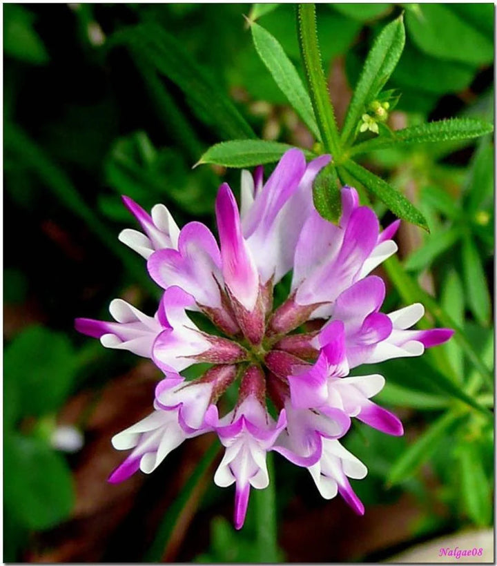 Pink Astragalus Sinicus blomsterfrø til udplantning, 100 stk