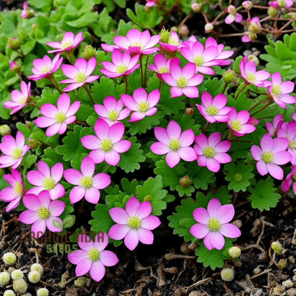 Saxifraga Moss Flower Seeds for Planting, 100 pcs