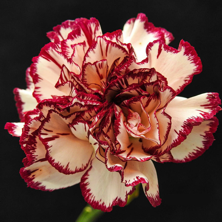 carnation cut flower seeds Red Cream Carnation Flower Seeds – Heirloom, Non-GMO, Bi-Color Blooms –  Neeraseeds