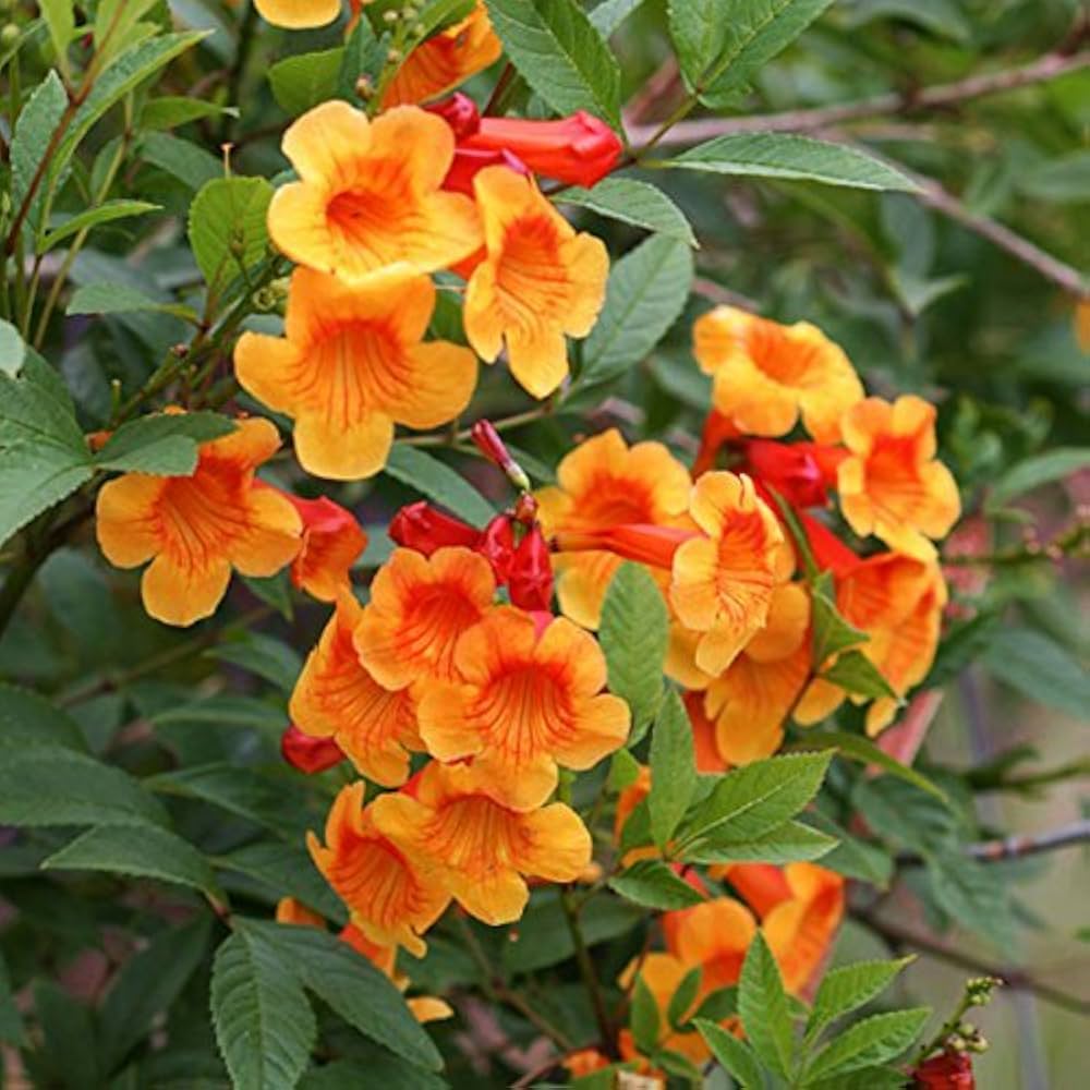 Orange Tecoma Flower Seeds – Heirloom Non-GMO Seeds for Bright Garden Hedges