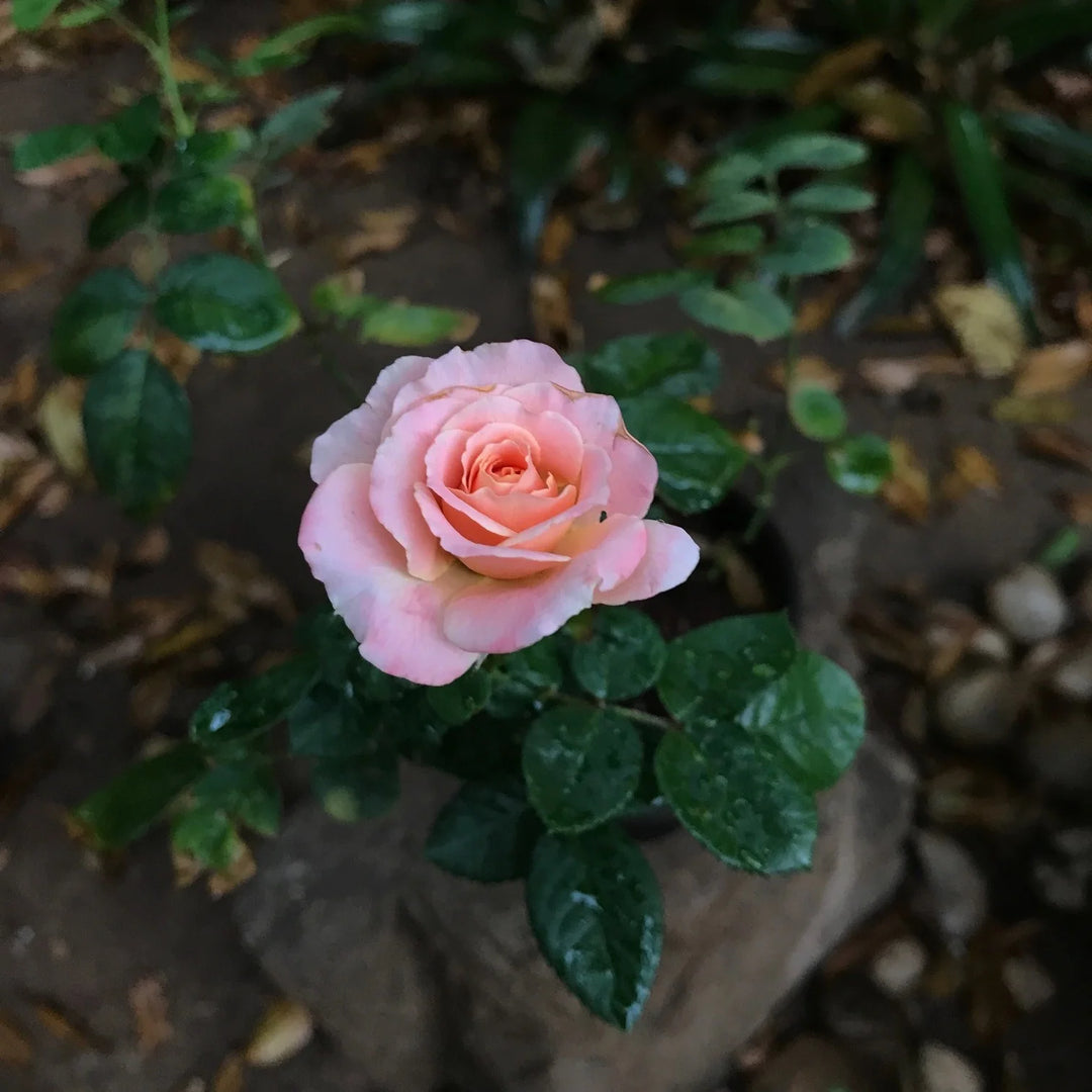 miniature rose seeds Miniature Rose Heirloom Non-GMO Seeds for Planting