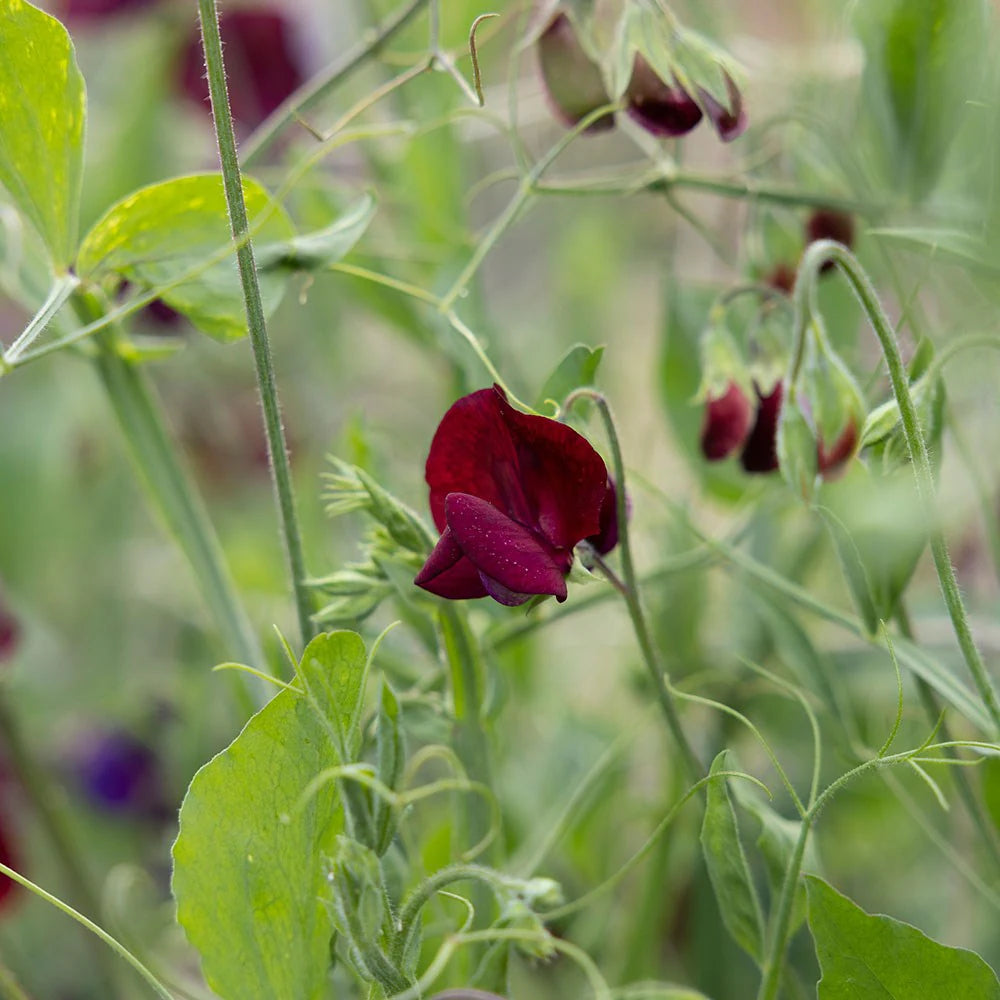 Heirloom Non-GMO Lathyrus Flower Seeds for Garden Planting – Fragrant Climbing Blooms