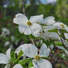 Cornus Florida Seeds for Planting – Organic Heirloom Non-GMO High Germination Flowering Tree Seeds
