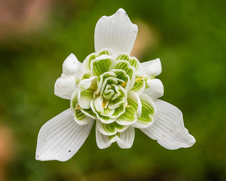 Sjældne duftende vintergækker (Galanthus nivalis 'Flore Pleno') Blomsterfrø til plantning - 100 stk.