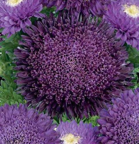 Chrysanthemum Deep Purple Flower Seeds for Planting - 100 pcs