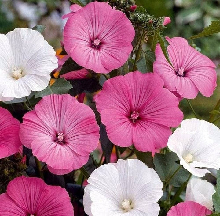 Lavatera White Pink Seeds for Planting – Organic, Heirloom, Non-GMO Flower Seeds