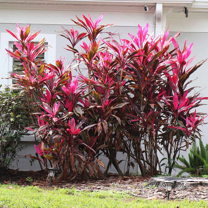 Cordyline plantefrø til udplantning - 100 stk