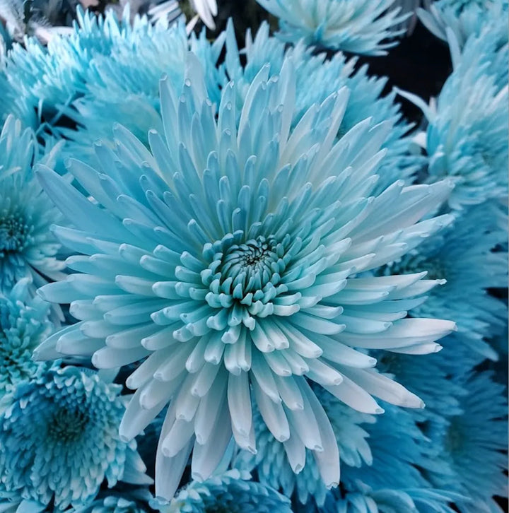Sky Blue & White Chrysanthemum Seeds – Heirloom, Non-GMO Flower Seeds for Planting Gardens