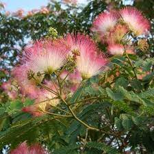 Lilla Mimosa blomsterfrø til plantning - 100 stk