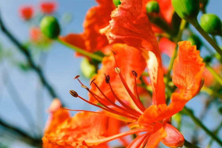 Heirloom Non-GMO Phoenix Flower Seeds for Garden Planting – Fiery Exotic Blooms Variety