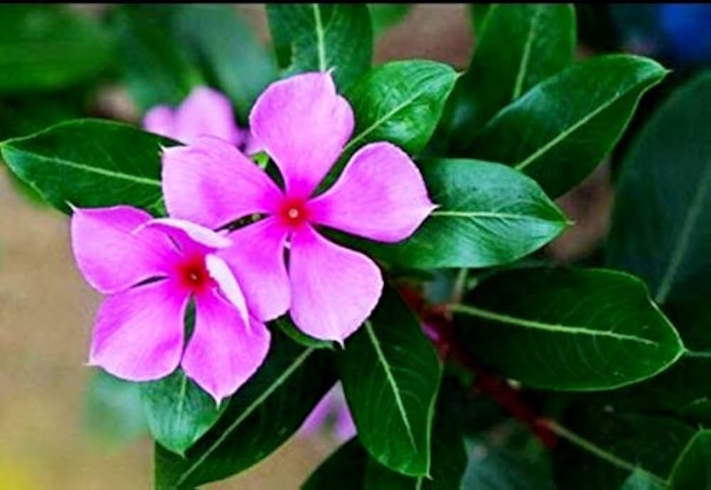 Pink Catharanthus Flower Seeds for Planting - 100 pcs