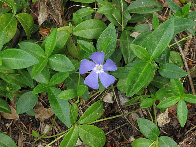 Heirloom Non-GMO Sky Blue Periwinkle Flower Seeds for Serene and Colorful Garden Planting