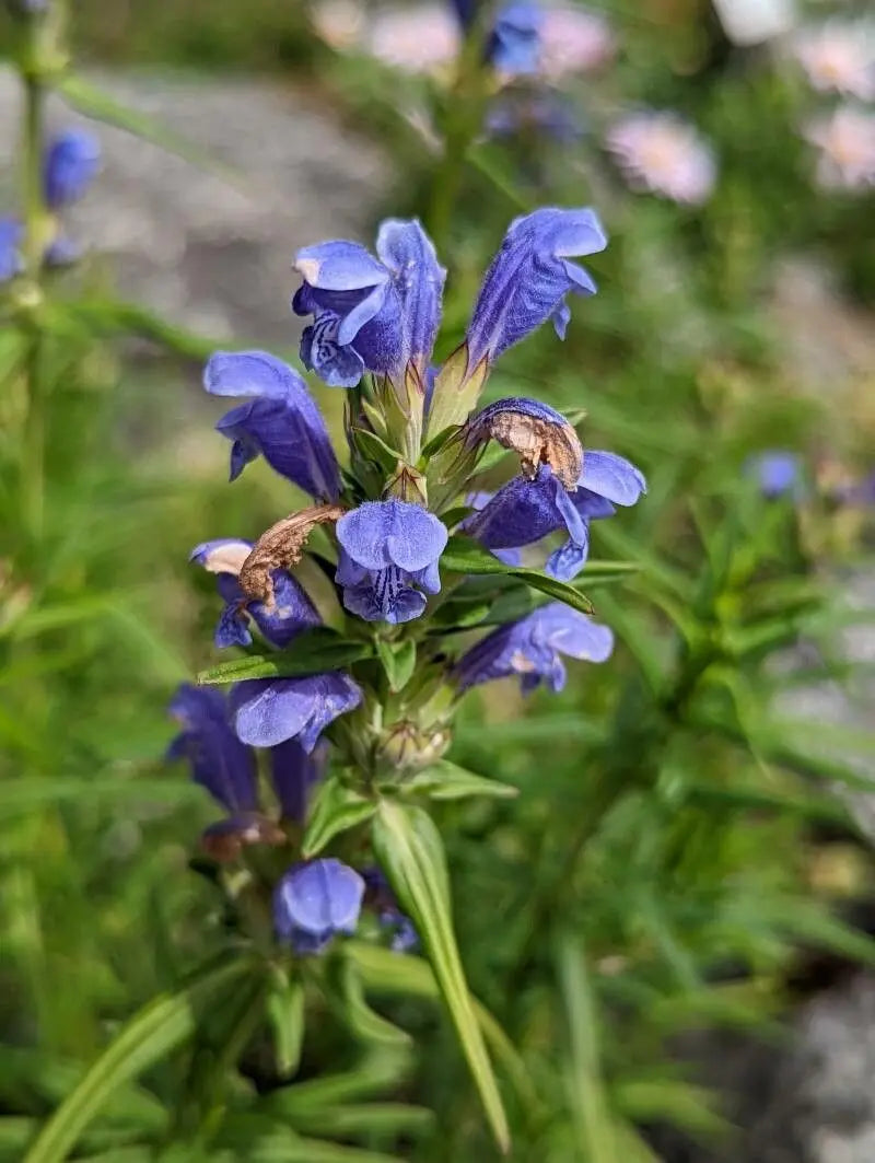 Dracocephalum Flower Seeds – Heirloom Non-GMO Dragonhead Blooms for Pollinator-Friendly Garden Planting