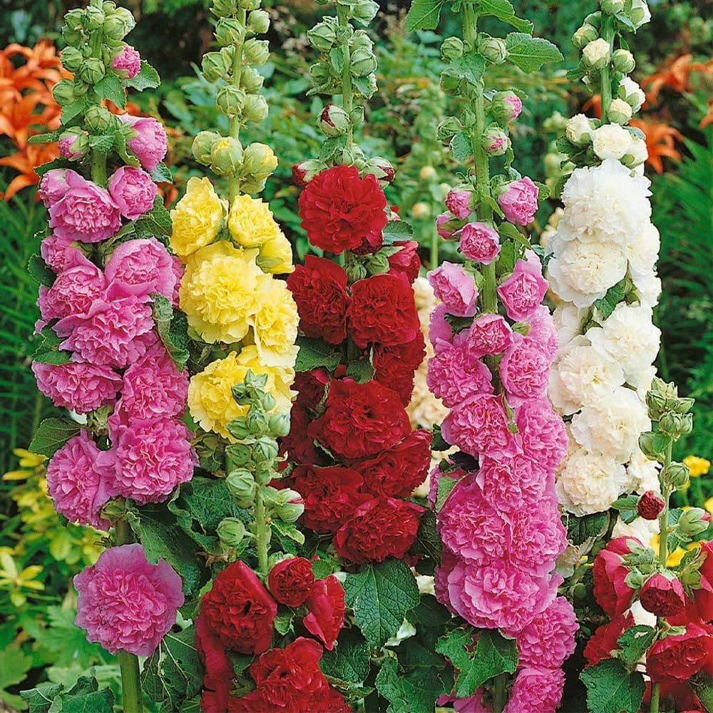 Mixed Danish Hollyhock Flower Seeds for Planting - 100 pcs