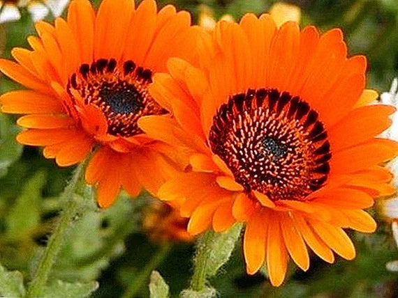 Orange Marguerite Blomsterfrø til udplantning - 100 stk