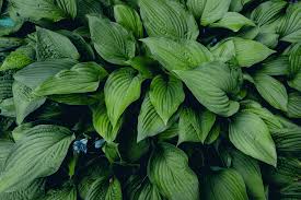 Sea Green Hosta Plant Seeds for Planting - 100 pcs