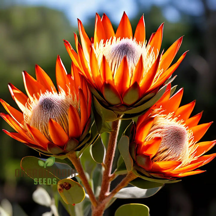 Orange Protea Flower Seeds for Planting - 100 pcs